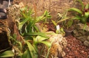orchidees_et_boites_fer_016.jpg