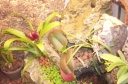orchidees_et_boites_fer_017.jpg