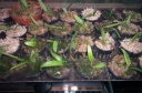 orchidees_et_boites_fer_019.jpg