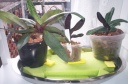 orchidees_et_boites_fer_023.jpg