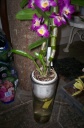 orchidees_et_boites_fer_055.jpg