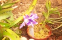 photos_dragees_albi_105.jpg