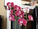 Phal_mauve_et_blc.jpg