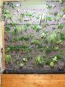 Nom du fichier=mur_vegetal_022_28229.jpg
Taille du fichier=147Ko
Dimensions : 480x640
Ajouté le : 31 Décembre 2012 mur_vegetal_022_28229.jpg