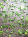 Nom du fichier=mur_vegetal_024_28229.jpg
Taille du fichier=175Ko
Dimensions : 480x640
Ajouté le : 31 Décembre 2012 mur_vegetal_024_28229.jpg