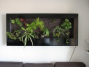Nom du fichier=tableau_vegetal_maison.JPG
Taille du fichier=66Ko
Dimensions : 640x480
Ajouté le : 27 Mars 2011 tableau_vegetal_maison.JPG