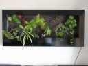 Nom du fichier=tableau_vegetal_maison_28229.JPG
Taille du fichier=74Ko
Dimensions : 640x480
Ajouté le : 27 Mars 2011 tableau_vegetal_maison_28229.JPG
