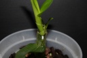 Dendro_11_opt.jpg