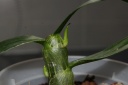 Dendro_repique_28429_opt.jpg