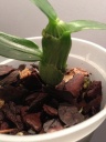 Dendrobium_1.JPG