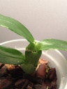 Dendrobium_2.JPG