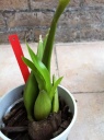 Nom du fichier=Encyclia_1.JPG
Taille du fichier=150Ko
Dimensions : 597x800
Ajouté le : 23 Septembre 2011 Encyclia_1.JPG