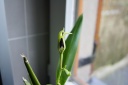 Nom du fichier=Encyclia_12.JPG
Taille du fichier=66Ko
Dimensions : 800x532
Ajouté le : 01 Mai 2012 Encyclia_12.JPG