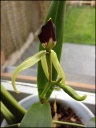 Encyclia_14_opt.jpg