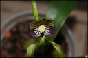 Encyclia_16_opt.jpg