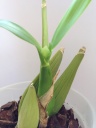 Encyclia_cochleata.JPG