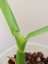 Encyclia_cochleata_2.JPG