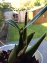 Nom du fichier=Encyclia_opt.jpg
Taille du fichier=130Ko
Dimensions : 600x800
Ajouté le : 28 Mars 2012 Encyclia_opt.jpg