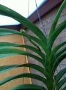 Nom du fichier=Flo_vanda_1.JPG
Taille du fichier=155Ko
Dimensions : 597x800
Ajouté le : 04 Septembre 2011 Flo_vanda_1.JPG
