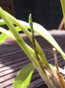 Masdevallia.JPG