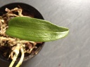 Masdevallia_1.JPG