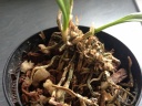 Masdevallia_2~0.JPG