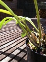 Masdevallia_2.JPG