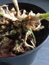 Masdevallia_3.JPG