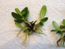 Plantules_vanda_1.JPG
