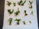 Plantules_vanda_3.JPG