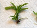 Plantules_vanda__2.JPG