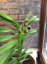 Vanda10.JPG