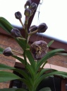 Vanda11.JPG