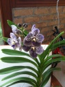 Nom du fichier=Vanda12.JPG
Taille du fichier=188Ko
Dimensions : 597x800
Ajouté le : 27 Septembre 2011 Vanda12.JPG