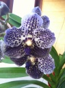 Nom du fichier=Vanda13.JPG
Taille du fichier=165Ko
Dimensions : 597x800
Ajouté le : 27 Septembre 2011 Vanda13.JPG