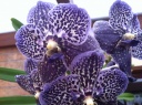Nom du fichier=Vanda15.JPG
Taille du fichier=190Ko
Dimensions : 800x597
Ajouté le : 08 Octobre 2011 Vanda15.JPG