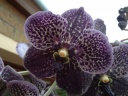 Nom du fichier=Vanda_13.JPG
Taille du fichier=145Ko
Dimensions : 800x600
Ajouté le : 19 Novembre 2011 Vanda_13.JPG