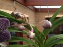 Nom du fichier=Vanda_14.JPG
Taille du fichier=143Ko
Dimensions : 800x600
Ajouté le : 19 Novembre 2011 Vanda_14.JPG