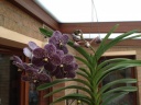 Nom du fichier=Vanda_15.JPG
Taille du fichier=148Ko
Dimensions : 800x600
Ajouté le : 19 Novembre 2011 Vanda_15.JPG