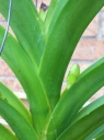 Nom du fichier=Vanda_5.JPG
Taille du fichier=153Ko
Dimensions : 597x800
Ajouté le : 11 Septembre 2011 Vanda_5.JPG