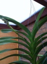 Nom du fichier=Vanda_6.JPG
Taille du fichier=132Ko
Dimensions : 597x800
Ajouté le : 11 Septembre 2011 Vanda_6.JPG