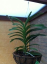 Nom du fichier=Vanda_7.JPG
Taille du fichier=122Ko
Dimensions : 597x800
Ajouté le : 18 Septembre 2011 Vanda_7.JPG