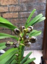 Nom du fichier=Vanda_9.JPG
Taille du fichier=155Ko
Dimensions : 597x800
Ajouté le : 22 Septembre 2011 Vanda_9.JPG