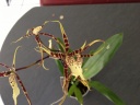 Nom du fichier=brassia.jpeg
Taille du fichier=131Ko
Dimensions : 800x600
Ajouté le : 03 Mai 2014 brassia.jpeg