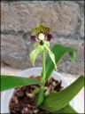 encyclia_15_opt.jpg