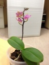 mini_phal_1.JPG