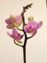 mini_phal_2.JPG