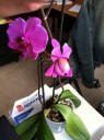 phal_hybride.JPG