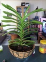 Nom du fichier=vanda3.JPG
Taille du fichier=195Ko
Dimensions : 597x800
Ajouté le : 28 Août 2011 vanda3.JPG