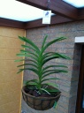 vanda4.JPG